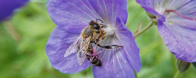 为什么要了解蜜蜂生物学 蜜蜂的生物学特征