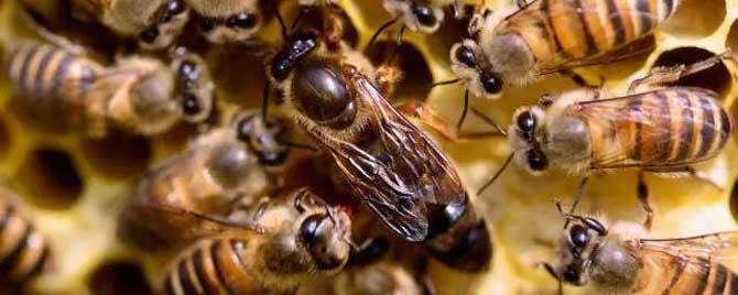 新疆黑蜂和东北黑蜂的区别 新疆黑蜂有什么特点