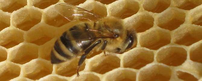 什么是幼年蜂 幼蜂成长过程