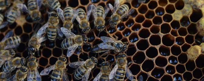 什么是老年蜂 幼蜂与老蜂的区别
