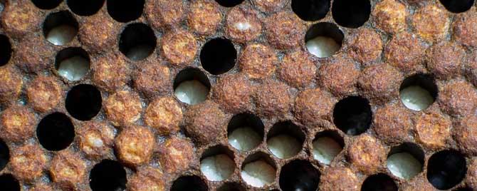 蜜蜂的发育周期有多长（蜜蜂的发育经过哪几个时期）