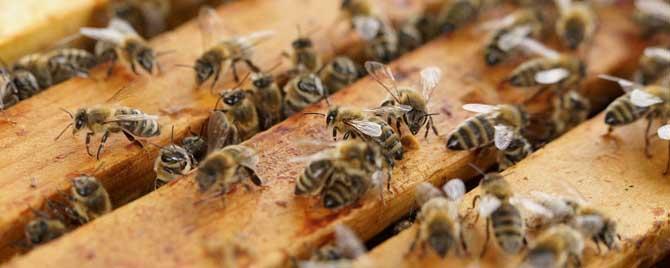 蜜蜂生长发育有几个阶段（蜜蜂的生长发育）