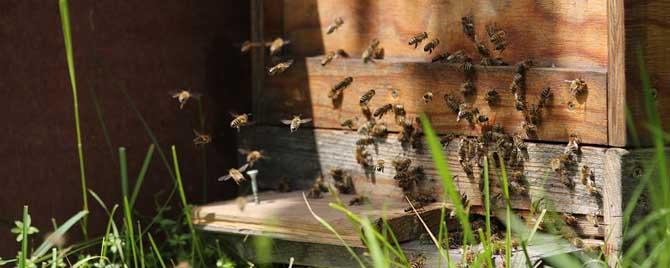 内勤蜂和外勤蜂的区别 什么是外勤蜂