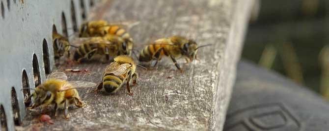 什么是内勤蜂 内勤蜂会转化外勤蜂