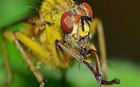 赤眼蜂图片 赤眼蜂