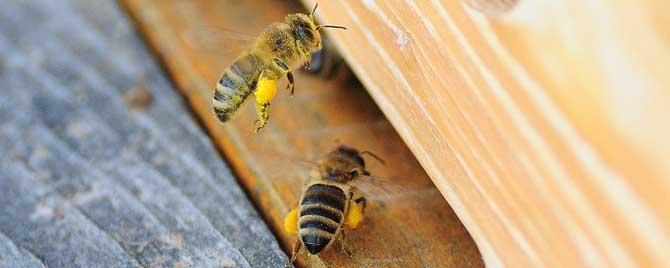 蜜蜂一般什么时候分蜂（蜜蜂一般什么时候分蜂一）