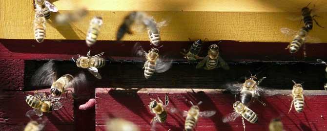 蜜蜂闹巢什么意思 什么是蜜蜂闹巢
