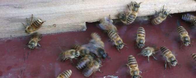 中蜂养大群都不分蜂 中蜂白天可合并蜂群吗