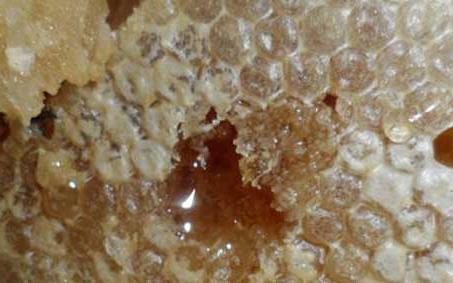 土蜂蜜的功效和作用 土蜂蜜