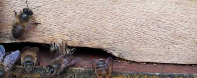中蜂蜂箱放置距离 中蜂蜂箱摆放间隔距离多少