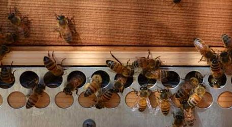 蜜蜂养殖技术及基本知识 蜜蜂养殖知识及技术大全