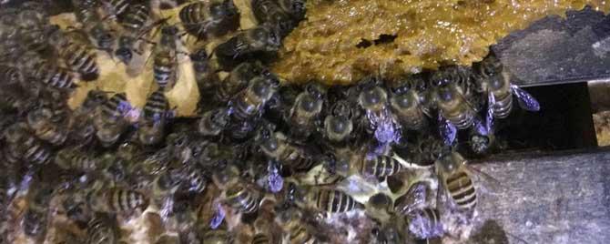 中蜂越冬最佳饲喂时间 中蜂越冬期能喂饲料吗