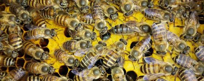 蜜蜂繁殖速度受什么影响（蜜蜂的繁殖速度快吗）