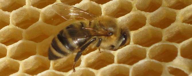 蜜蜂的信息素主要有哪些 马蜂的信息素是什么东西