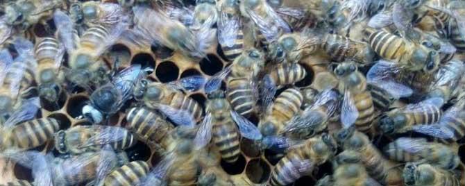 中蜂怎样合并蜂群 如何合并中蜂最好
