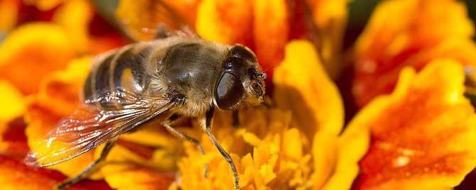 蜜蜂的营养价值 蜜蜂需要哪些营养物质