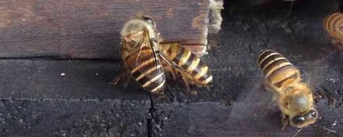 什么是自然分蜂 自然分蜂有什么前兆