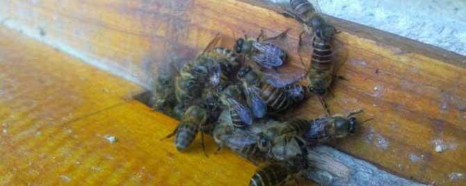 一个蜂群可自然分蜂几次 自然分蜂隔几天会分第二群