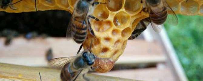 自然分蜂的过程是怎样的 什么是自然分蜂