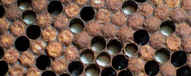 温度对蜜蜂有什么影响 蜂箱温度对蜜蜂的影响