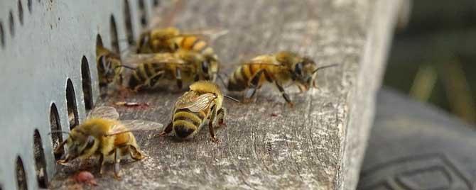 蜜蜂是怎样调节湿度的 蜜蜂室内越冬最佳湿度