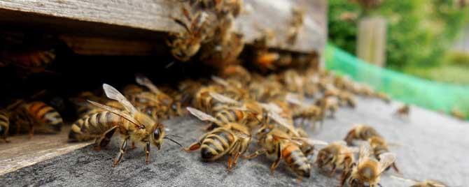 蜜蜂是怎么扇风的 蜜蜂在巢门口扇风正常吗