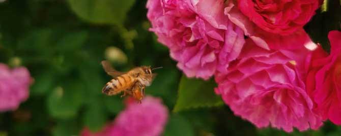 蜜蜂的采集范围有多大（蜜蜂主要采集什么）