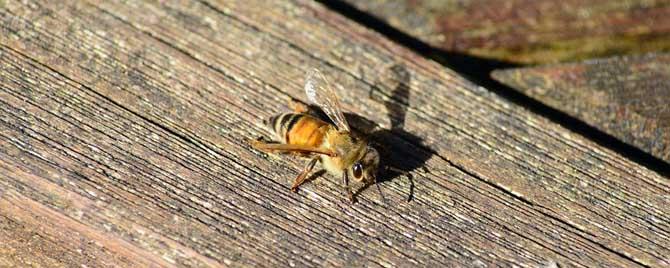 蜜蜂对湿度有什么要求 蜜蜂适应的湿度是多少