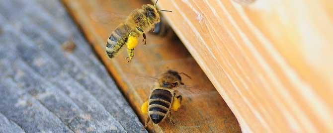 光对蜜蜂有什么影响 蜜蜂喜欢灯光吗