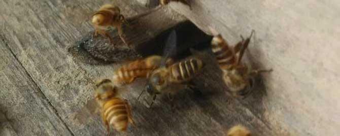 蜜蜂养殖需要哪些蜂具 养殖蜜蜂的基本知识
