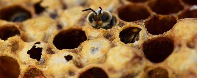 蜜蜂是怎样泌蜡造脾的 巢脾怎么制作蜂蜡