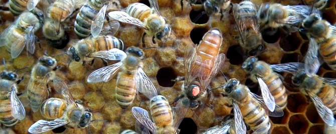 养100箱蜜蜂一年能赚多少钱（养20箱蜜蜂能挣多少钱）
