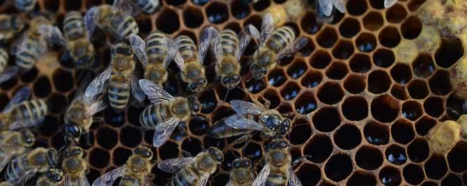 养50箱蜜蜂一年能赚多少钱 养50箱蜜蜂一年能挣多少钱