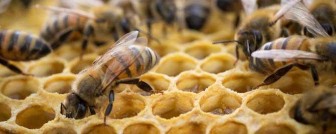 养10箱蜜蜂一年能赚多少钱（养十箱蜜蜂一年能赚多少钱）