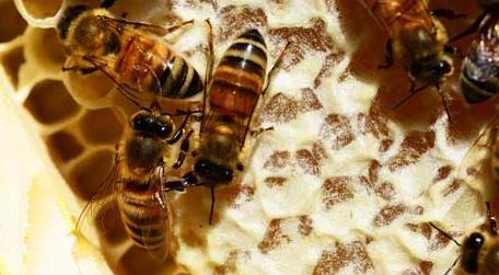 蜜蜂养殖十大忌讳是哪些 新手蜜蜂养殖十大禁忌与风水