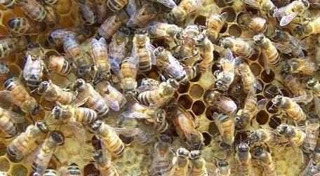 为什么蜜蜂越养越少了 蜜蜂太少了值得养吗