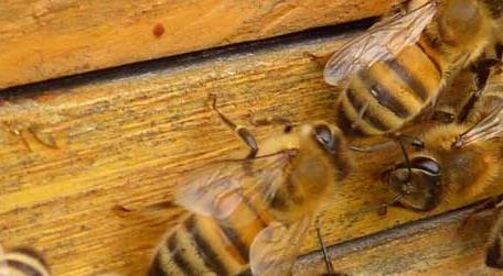 蜜蜂多久开箱检查一次 蜂箱多久开箱检查一次