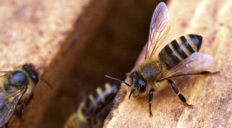 新手如何养蜜蜂 新手怎样学养蜜蜂