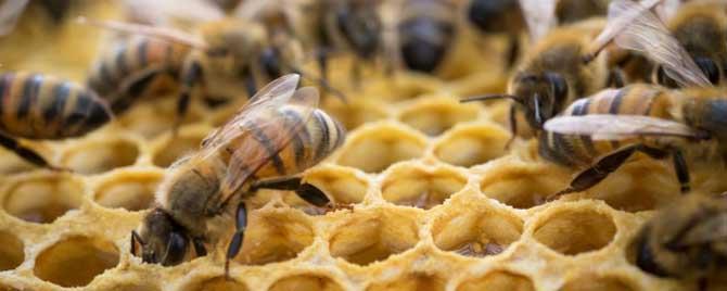 蜂群的冬季管理 夏季蜂群管理要点有哪些