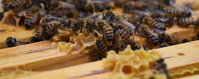冬季蜂群管理要点有哪些 蜂群越冬前的管理