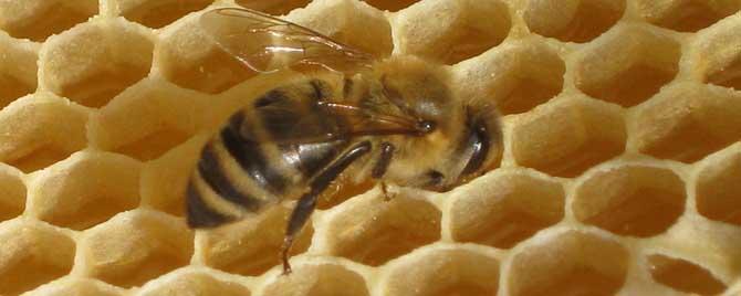 养蜂人养什么蜂最好 哪些地方不适合养蜂