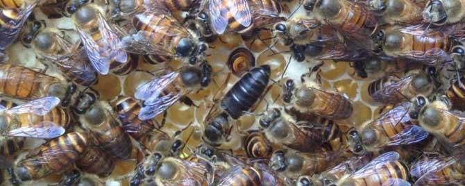什么是定地养蜂 定地养蜂的优势