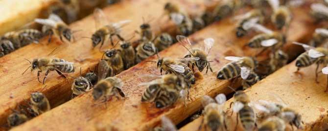 蜜蜂要天天喂吗 蜜蜂为什么要人工饲喂