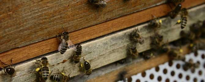 新来的蜂群要不要喂食 蜂群怎样安抚饲喂