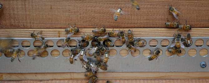怎样正确检查蜂群 检查蜂群有哪两种方式
