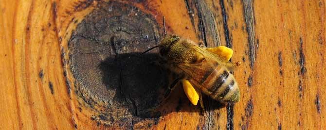 怎么给蜂群喂花粉 怎样给中蜂群喂花粉