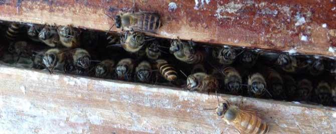 蜂蜜春繁蜂箱要保温吗? 早春蜂群为什么要保温