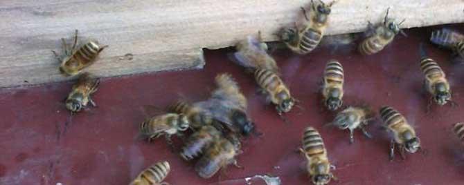 春季怎样给蜂群保温 蜂群过冬怎么保温