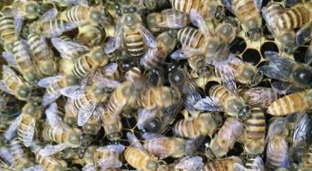 蜂群春衰的原因及预防措施 中蜂弱群春繁