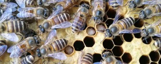 蜂群春衰有哪些原因 为什么蜂群弱也起雄蜂